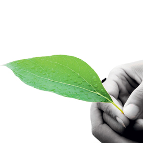 leaf_square_small_0.jpg
