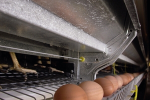 Poultry system