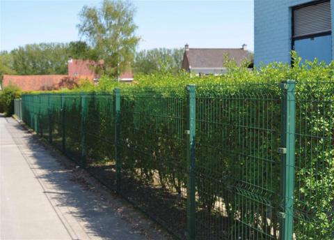 Robusta SQ25 - Schorisse - Belgium